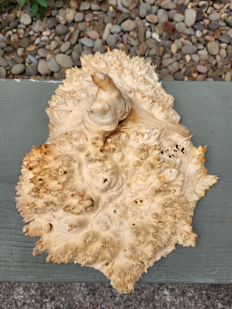 A spiky tan object somewhat resembling a seashell.